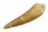 Fossil Plesiosaur (Zarafasaura) Tooth - Morocco #297876-1